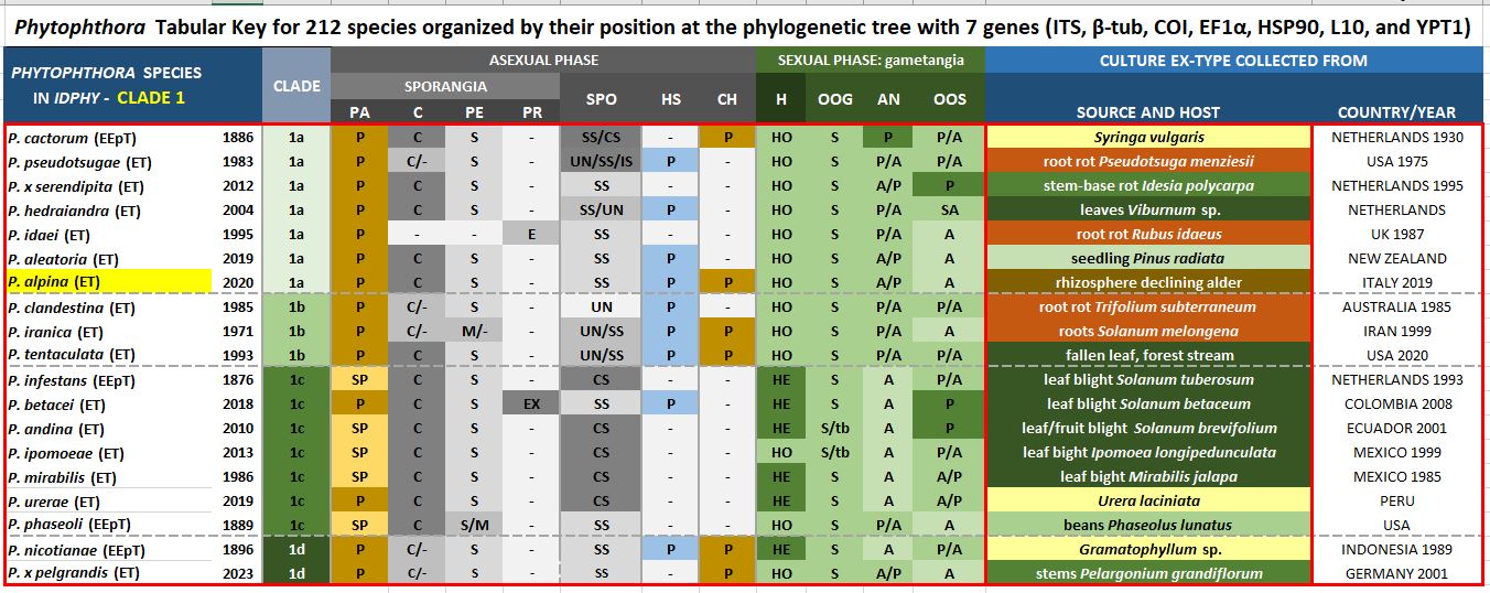    Phytophthora  spp. in subclade 1a:  Morphological Tabular key (PDF) and Tabular key legends (PDF) in IDphy2 KEY SECTION. Notice the data of   P. alpina  Ex-type CBS 146801 = Samp;T BL 205.  Gloria Abad, USDA Samp;T.
